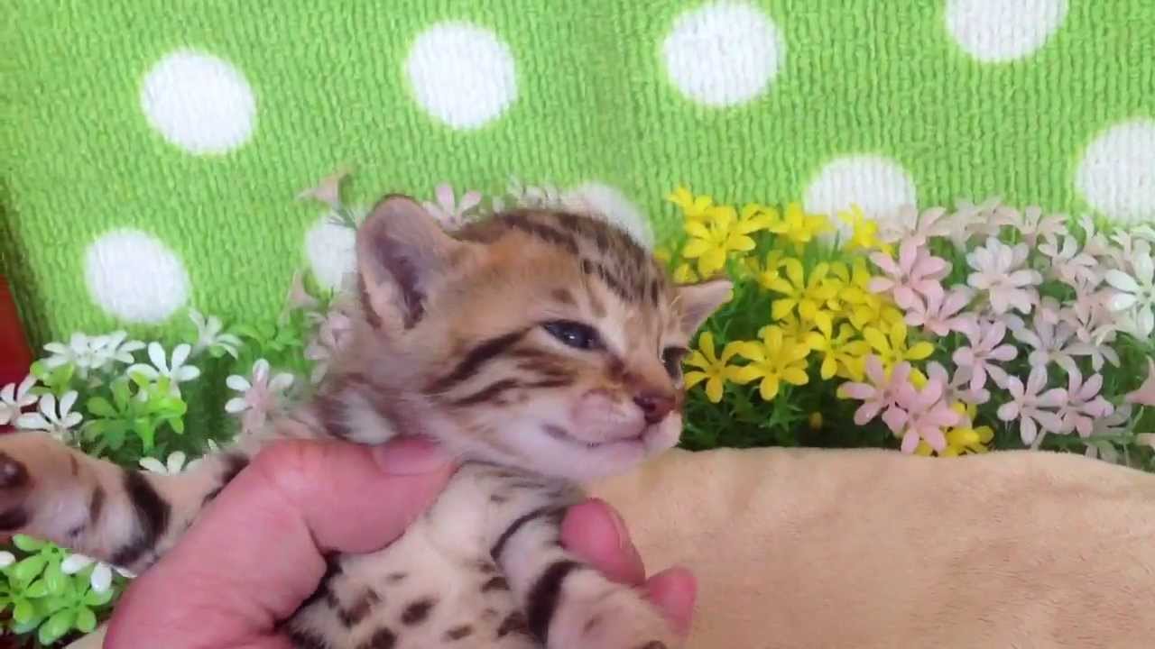 2013年4月23日オシキャット☆タウニースポットの男の子