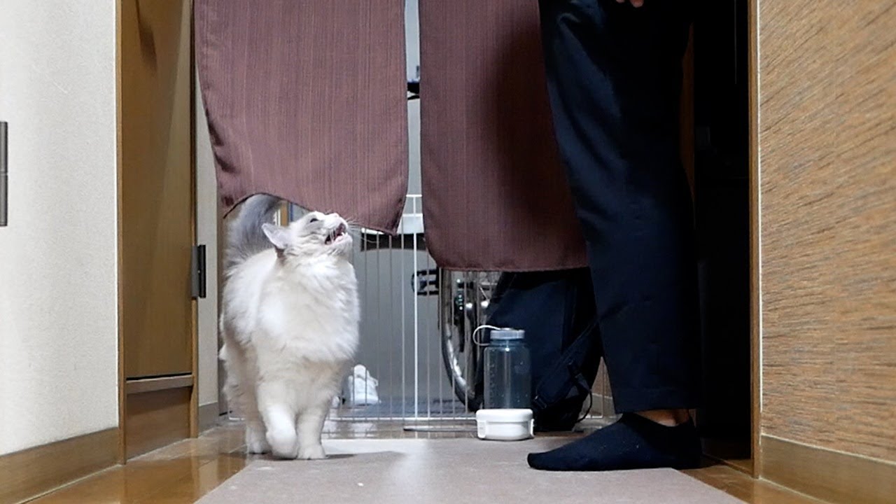 お出迎えしてくれるラグドールの可愛い鳴き声に癒される日々