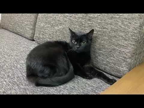 ボンベイ「くろきちゃん」【獣医師賛同型】里親募集サイトanifare(アニフェア)2020年11月16日