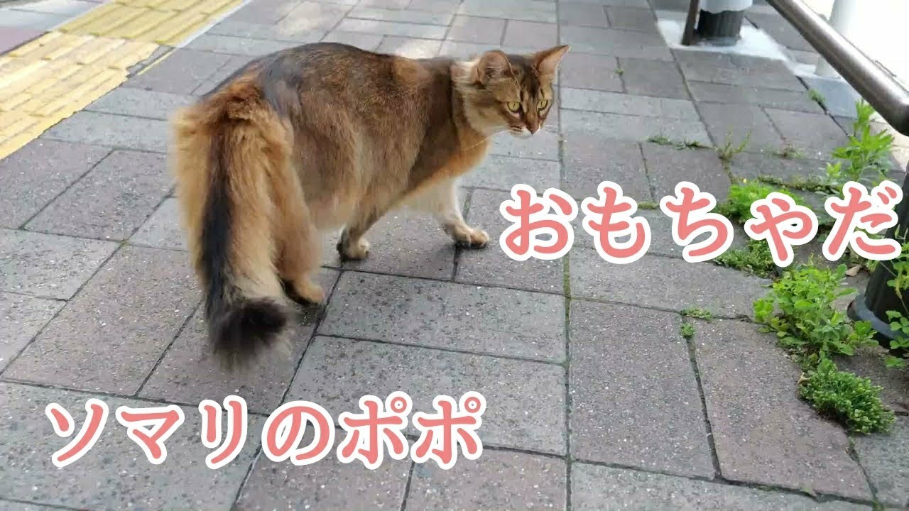 【寺ソマリ】おもちゃ大好きなポポさん