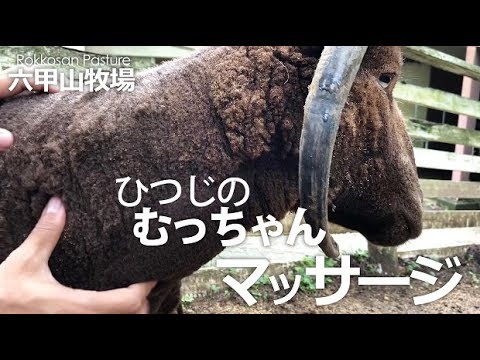 ひつじのむっちゃんマッサージ【六甲山牧場】４本角の可愛い子 マンクスロフタン六茶夫くんをモミモミっ