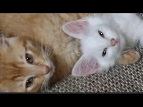 猫　cats ターキッシュアンゴラのルーちゃんと虎猫の寅次郎君