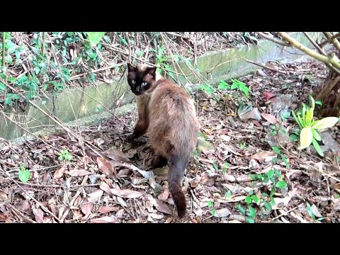 山へ帰って行く野良シャム猫