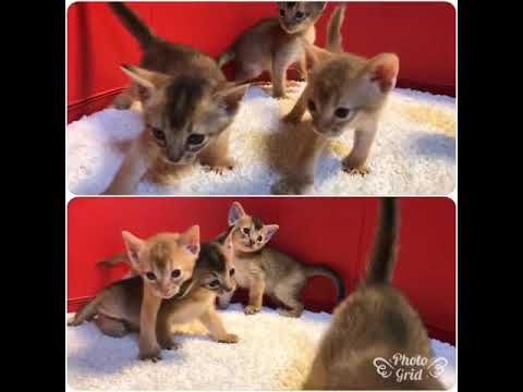 アビシニアンの赤ちゃん☆＜2019/7/24産まれ＞