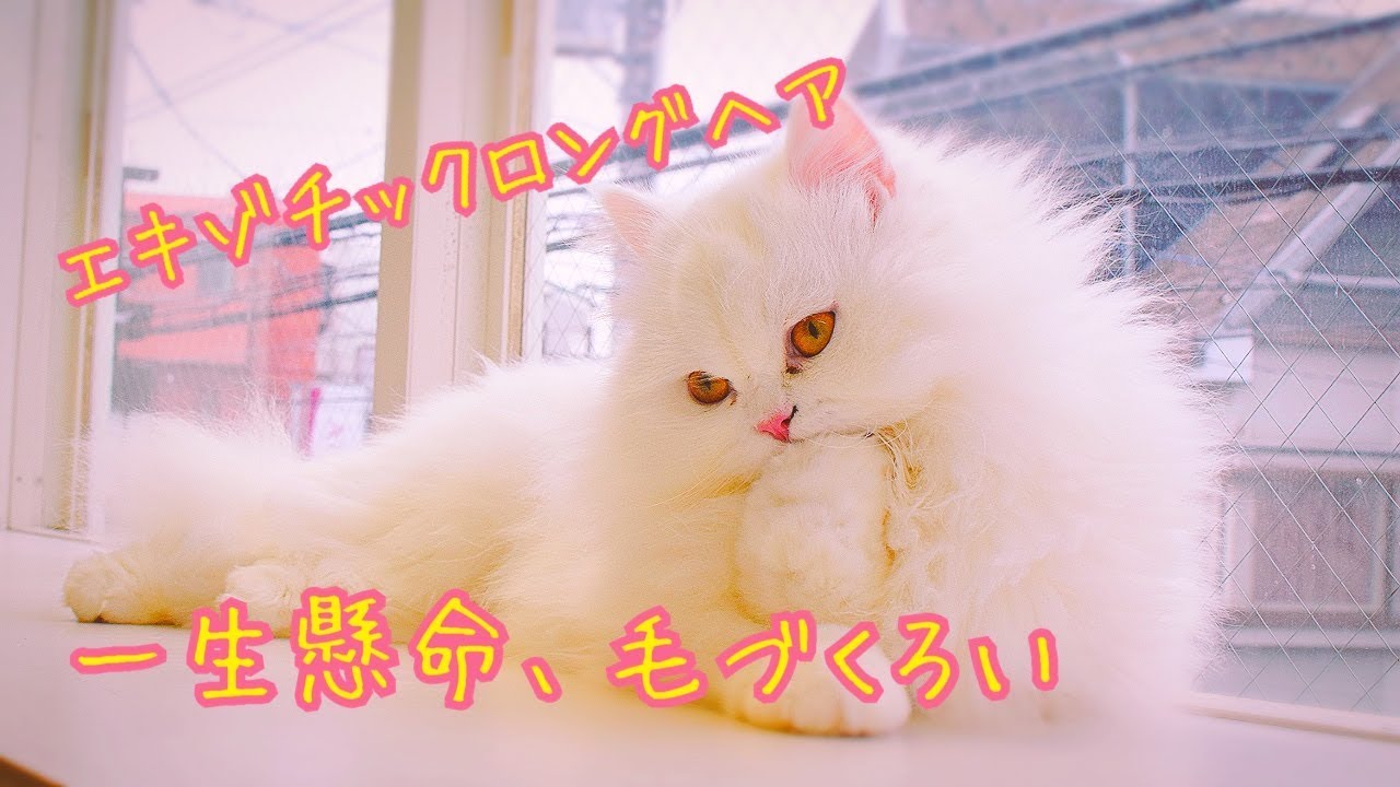 エキゾチックロングヘアの一生懸命な毛づくろい