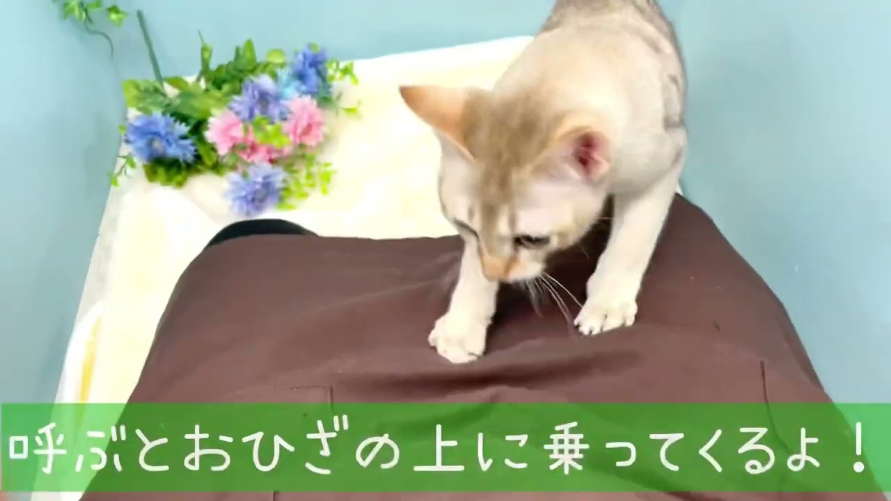 【シンガプーラ】超がつくほどの甘えん坊！猫はツンデレが多いと言われているけど、これを見たらイメージが変わるよ♪
