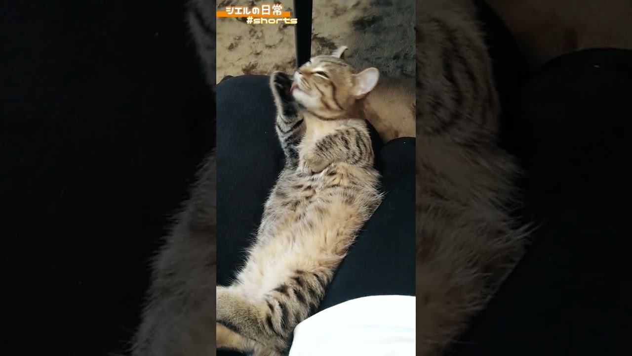 【蔵出し】起きようとするも力が入らずそのまま寝てしまうシエル君が可愛さの極みｗ　/キンカロー　マンチカン×アメリカンカール　#Shorts