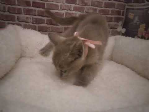 603760 トンキニーズ