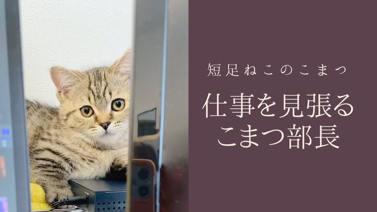 部下の仕事ぶりを厳しく監督するこまつ部長【短足仔猫】#Shorts