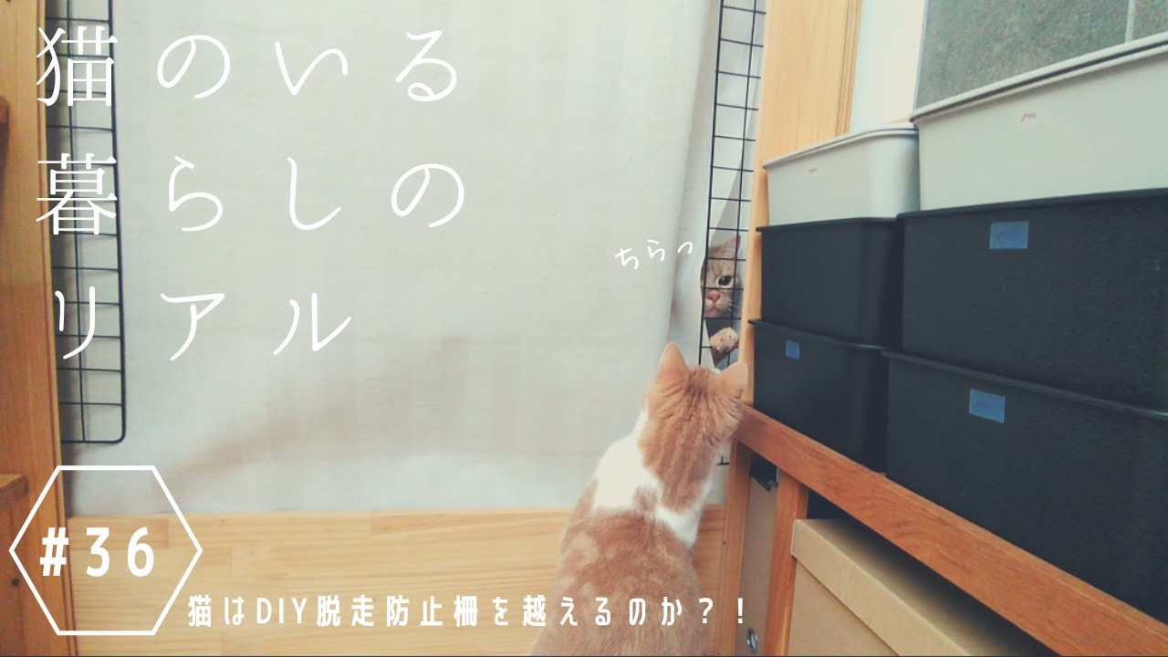 #36 猫はDIY脱走防止柵を越えるのか ？！