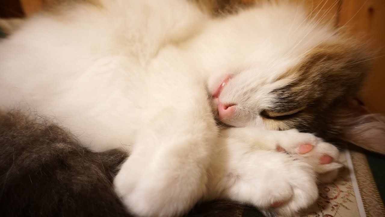 【愛猫メモリアル】幸せに眠るメインクーン・マロ