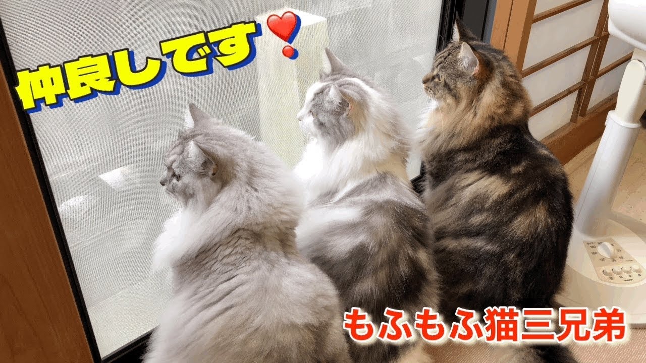 ラガマフィン猫三兄弟、何処でもくっついていつも一緒で仲良しな行動します❣️