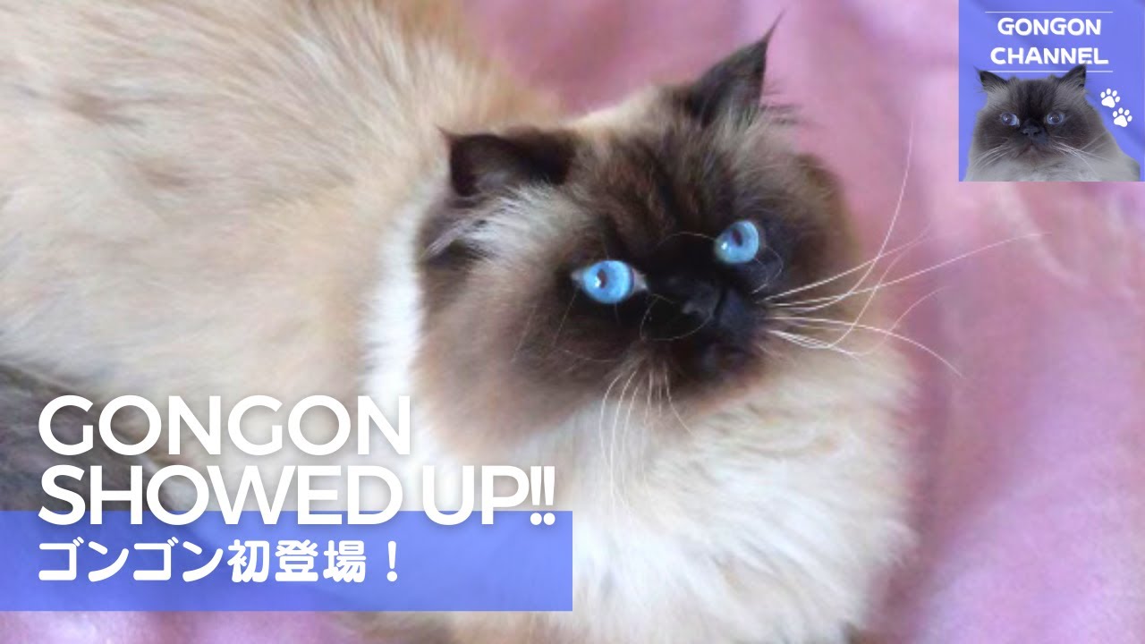 同居猫ヒマラヤンのゴンゴン初登場！ / Gongon showed up !