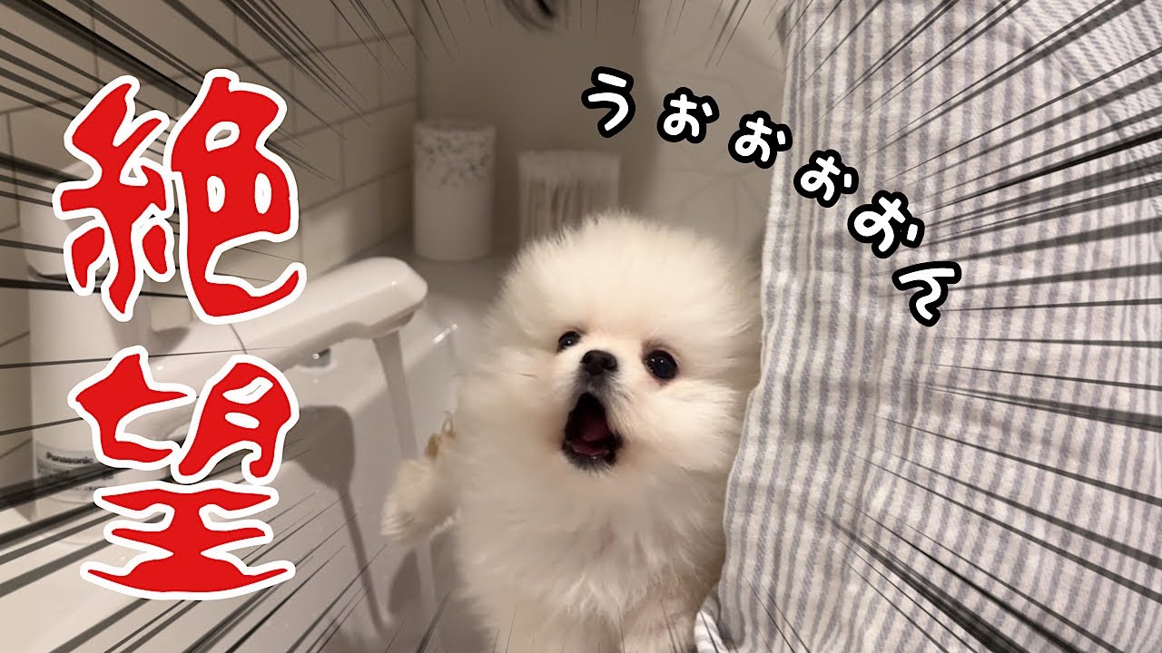 はじめてお尻を洗われて絶望しちゃったポメラニアンの赤ちゃん
