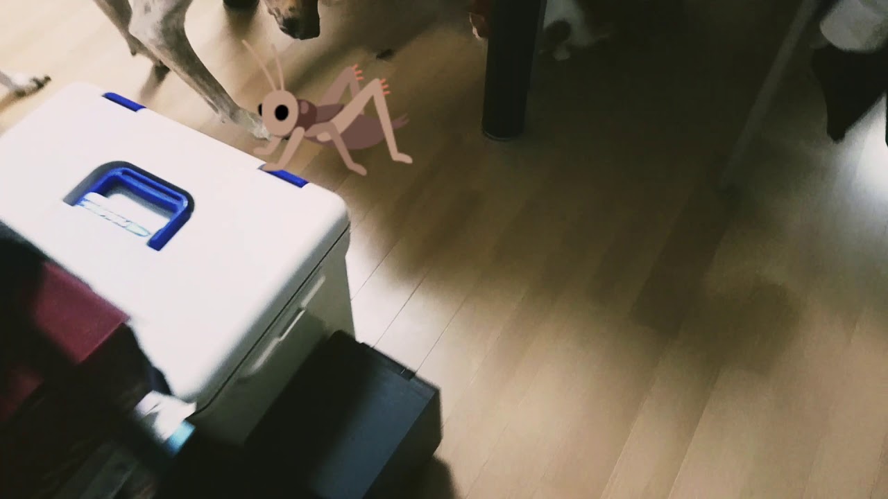 (閲覧注意)Gハンター再び🐶🐈