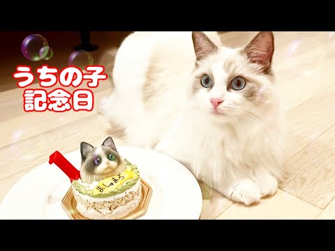 可愛いラグドールのましゅまろくんが来て1年がたちました/Marshmallow, a cute ragdoll cat, has been in our home for a year.