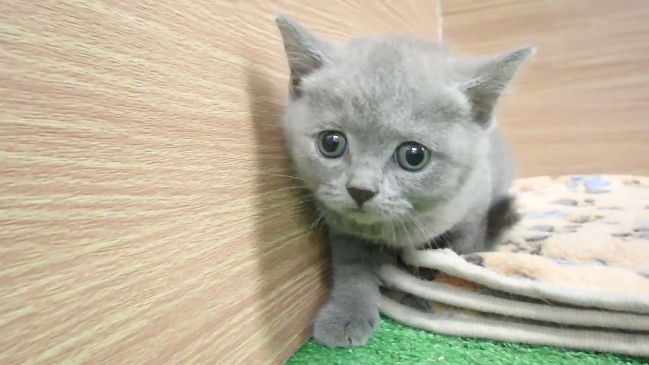 Coo&RIKU　No00607385 ブリティッシュショートヘアー