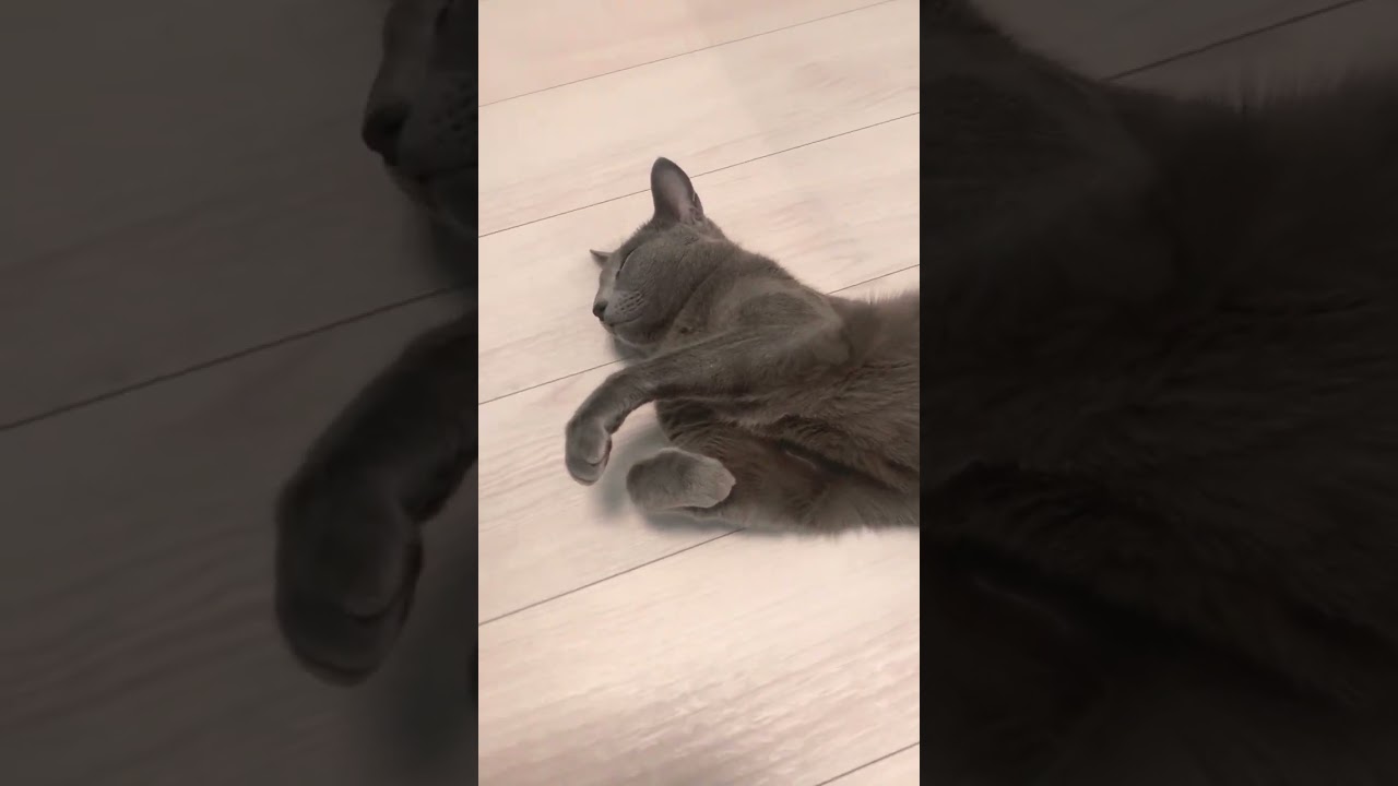 冬は床暖房でまったり猫 #ロシアンブルー #癒し猫動画 #しっぽ吸い