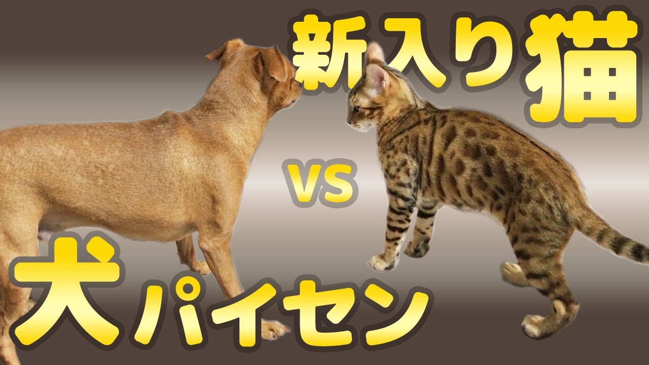 ケンカ売りの子猫が先住犬と仲良くなるまで