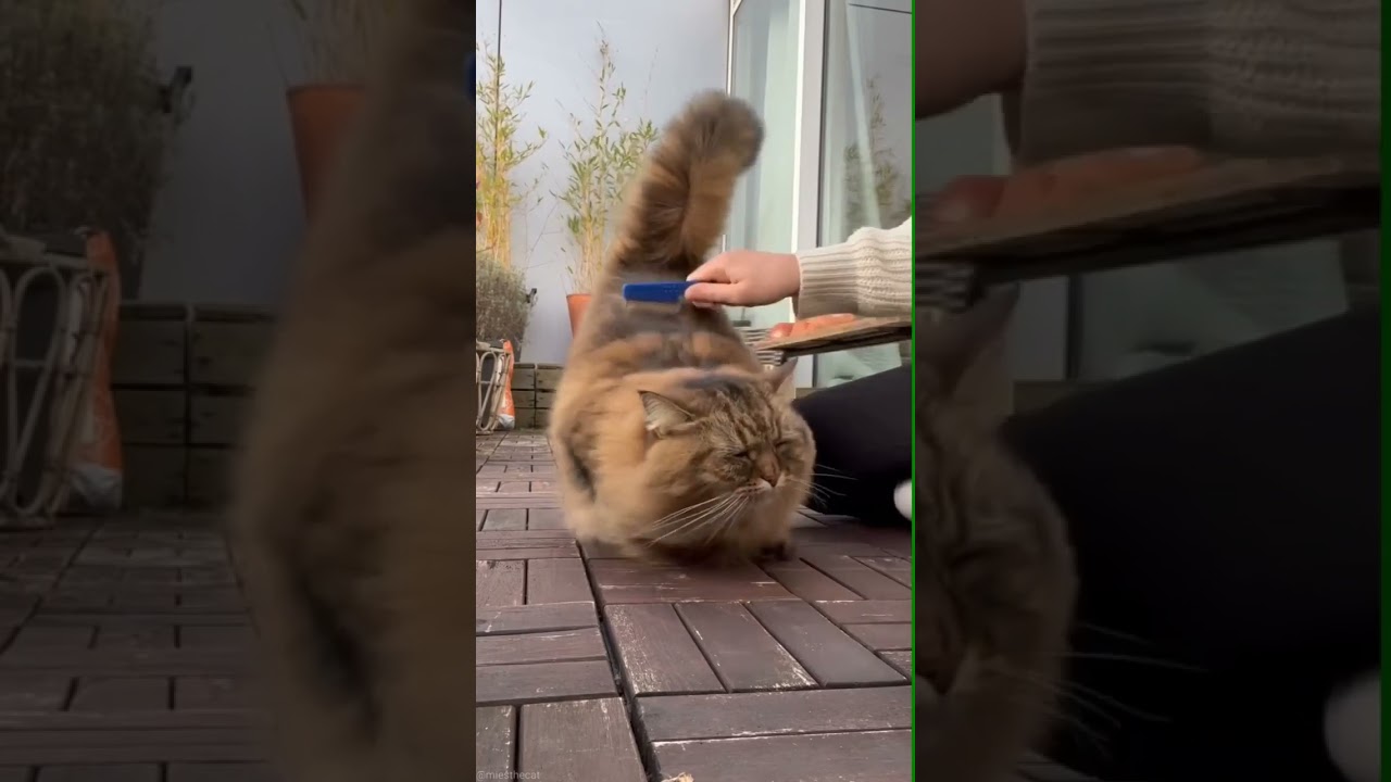 Tube Cats.Cute Brown Cat