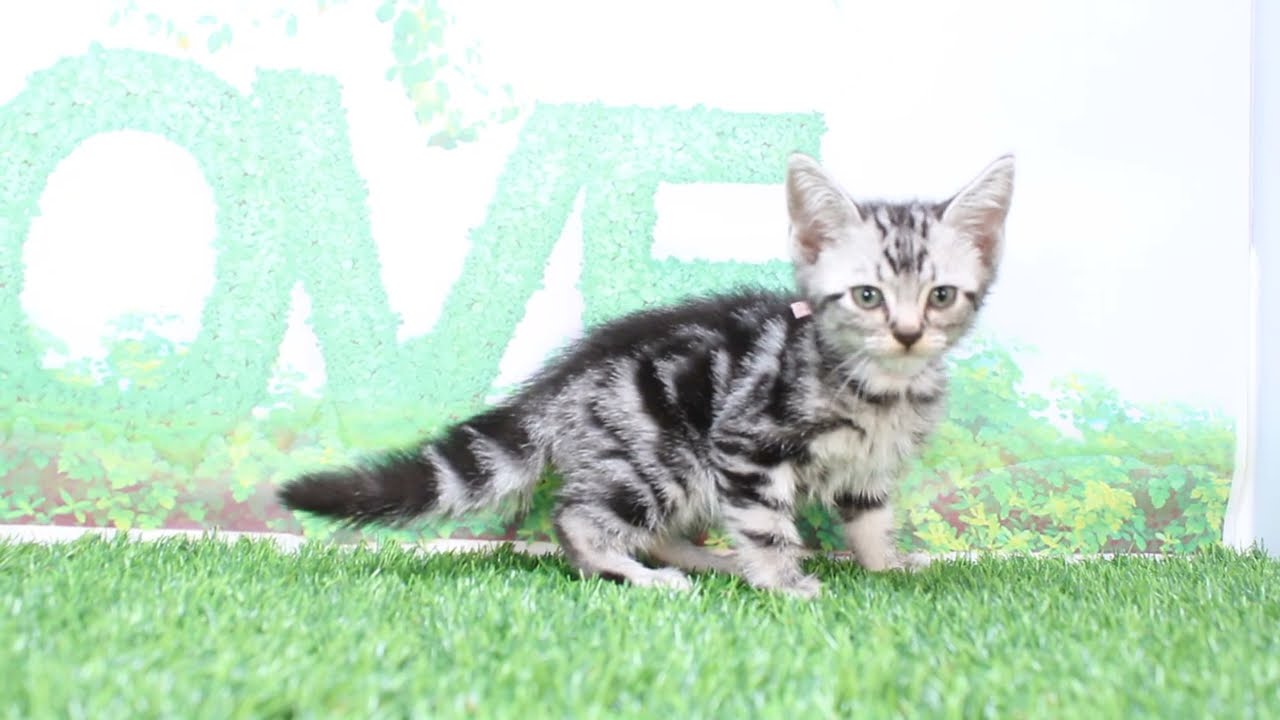 Coo&RIKU　No602634　アメリカンショートヘアー