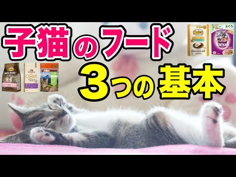 子猫にあげるキャットフードを獣医師が解説。最初の1年で猫の人生が決まります。