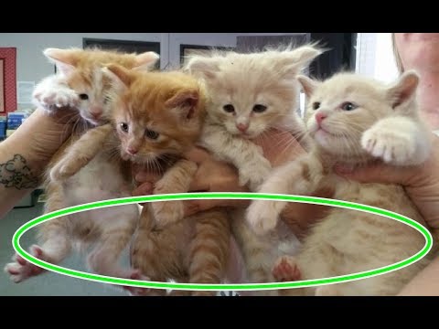 衝撃！猫なのにしっぽがない品種がアメリカで保護される。