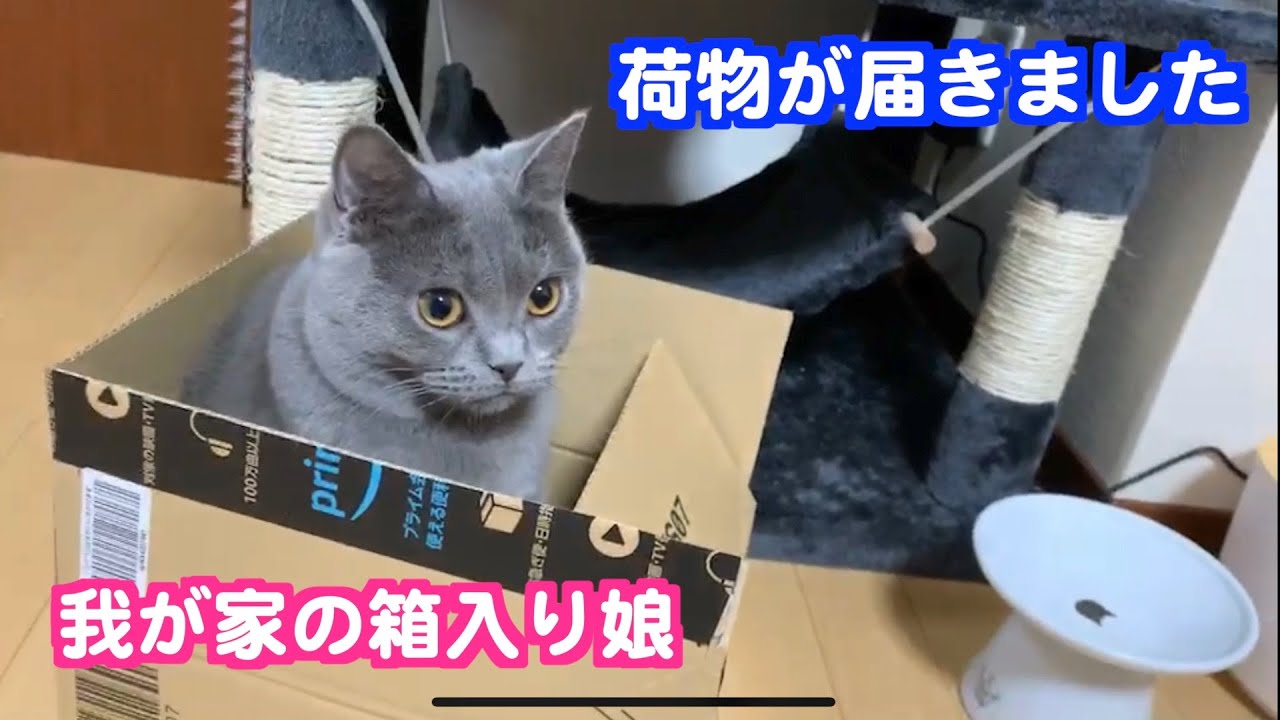 我が家の箱入り娘はシャルトリューの美人猫です！！