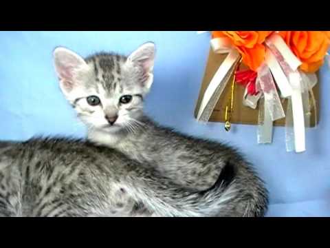 エジプシャンマウちゃん