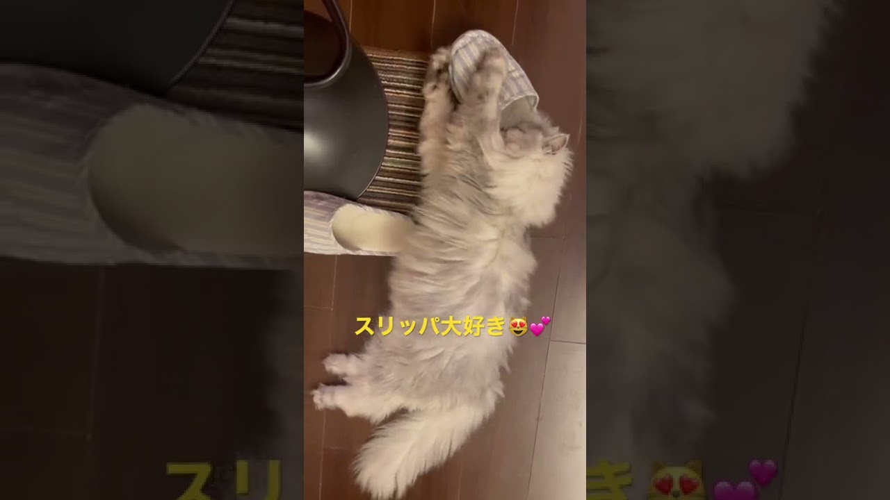 スリッパが大好きな猫【猫品種ラガマフィン】