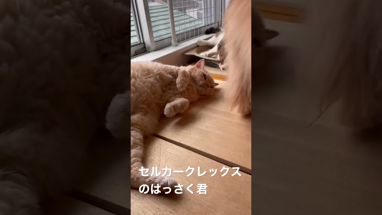 セルカークレックスのはっさく