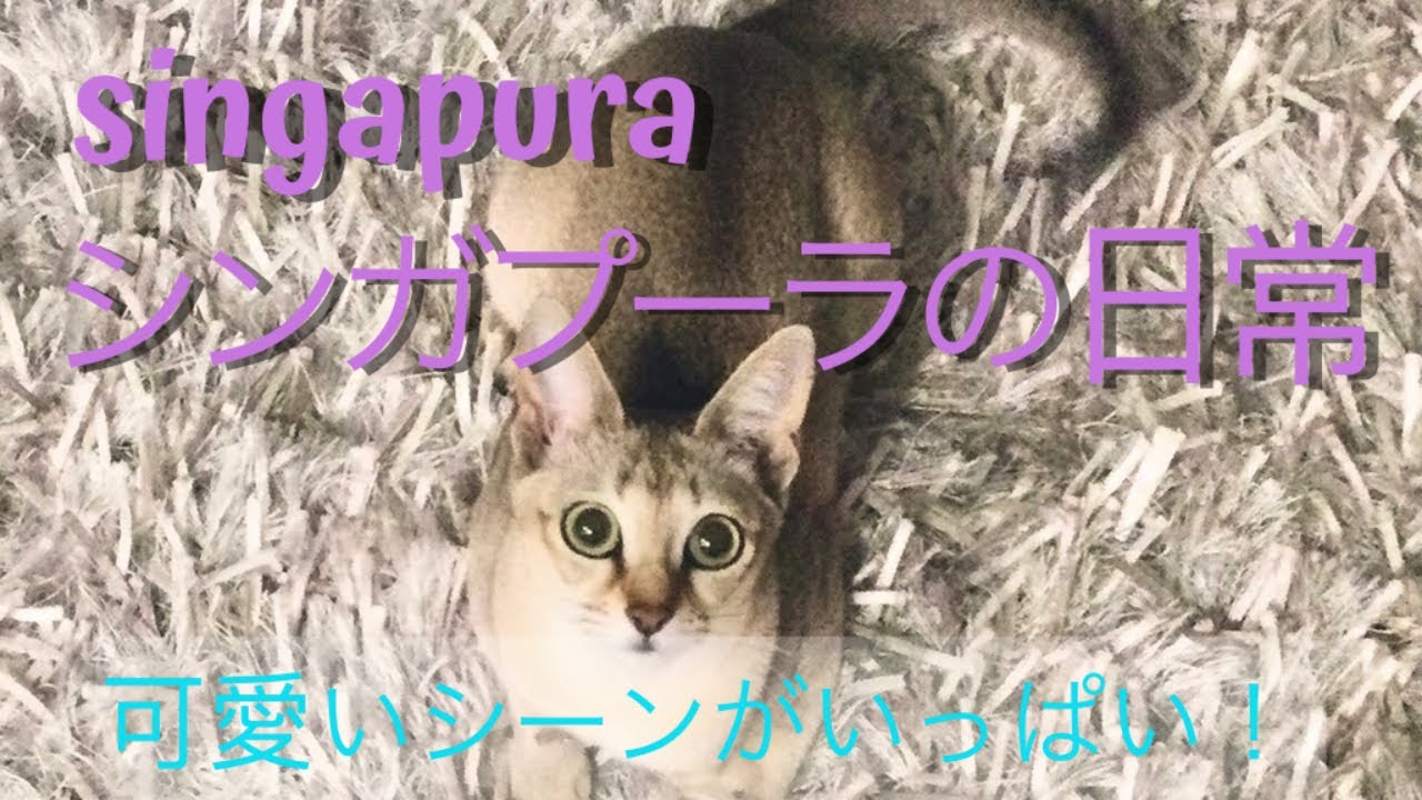 シンガプーラのプリン 猫の日常 かわいいシーンがいっぱい