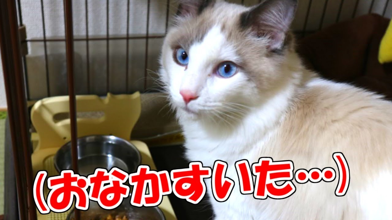 【猫】お腹へったアピールする「ラグドール」が可愛すぎる件【cat】