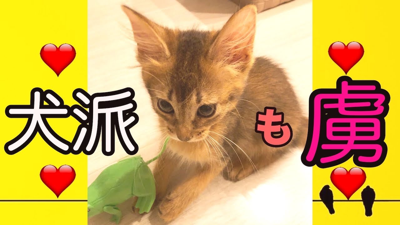 【１分でわかるソマリの魅力！】超コミニュケーション力。犬好きでも大満足な猫ソマリ#ソマリ性格#猫好き#ソマリ