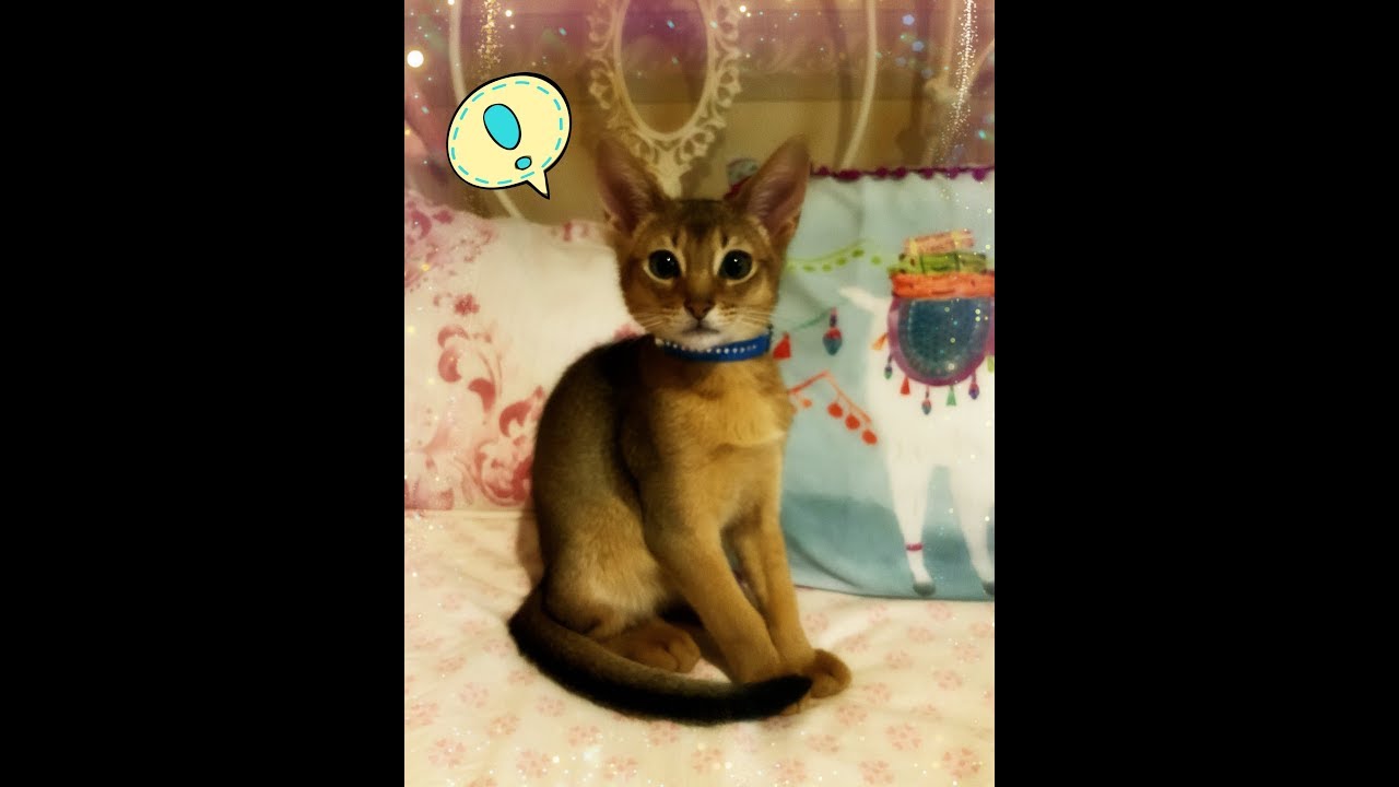 アビシニアンの鈴声コレクション　子猫の鳴き声集 / Noah 6