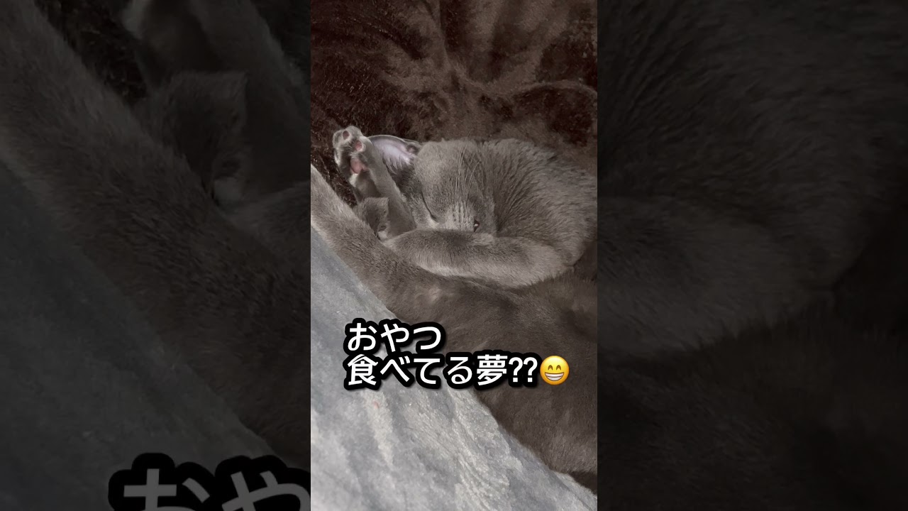 【ロシアンブルー】めろんはコタツで丸くなる😁【猫】#shorts