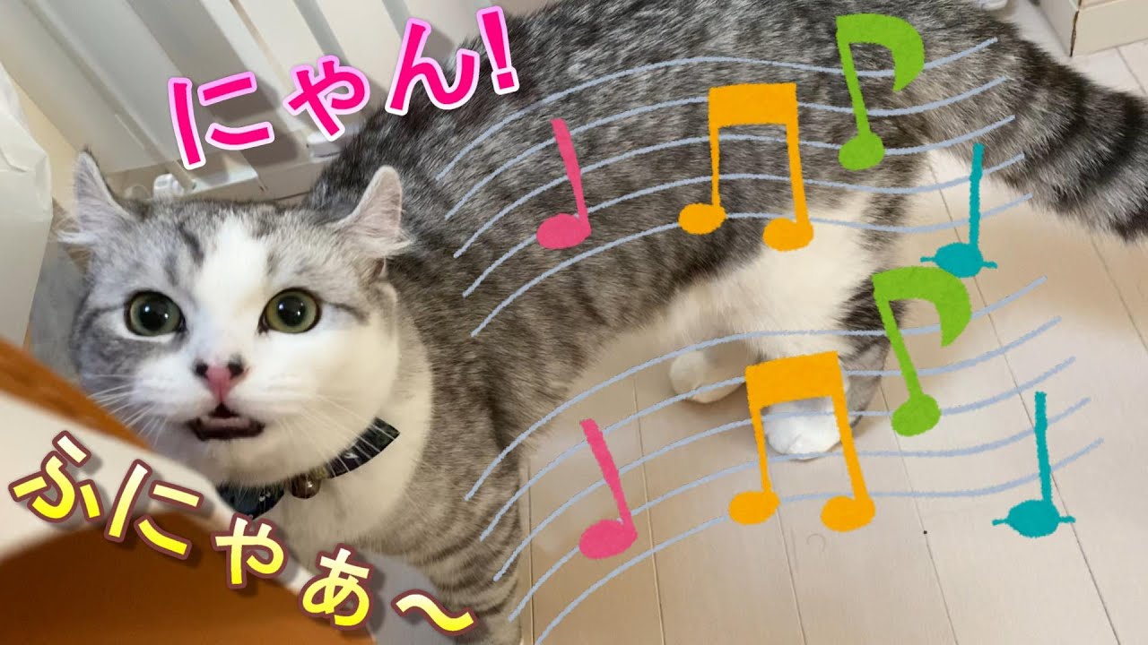 朝からニャンニャン鳴いてくる猫が可愛い過ぎる【アメリカンカール】