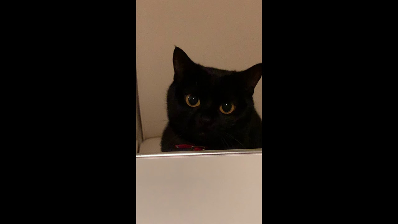 4匹の黒猫ボンベイファミリー