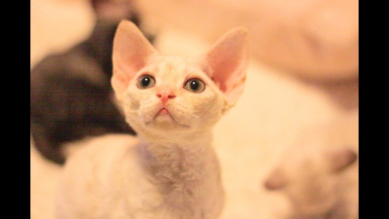 デボンレックス 過ごし方2020年10月