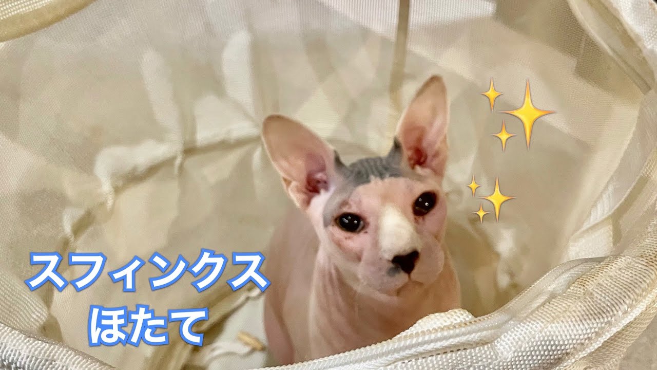 ほたて猫！洗濯カゴに潜むの巻【スフィンクス猫】