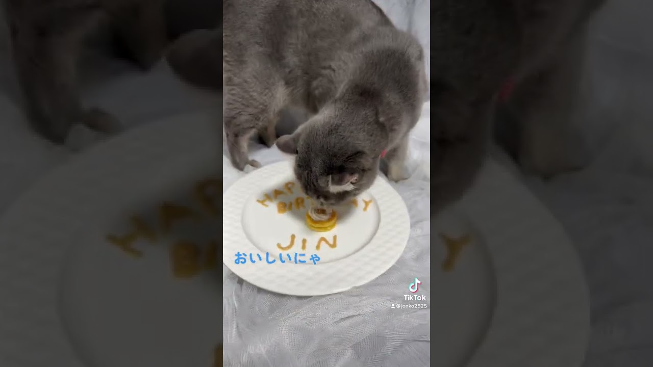 ジン2歳誕生日 #short #猫 #アメリカンカール