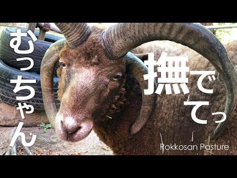 撫でて欲しい羊のむっちゃん【六甲山牧場】撫で撫で揉み揉みして欲しい４本角の羊マンクスロフタンの六茶夫くん