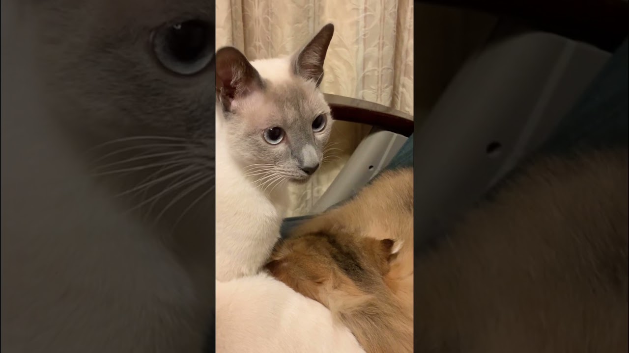 じゃまするにゃ😾 #shorts