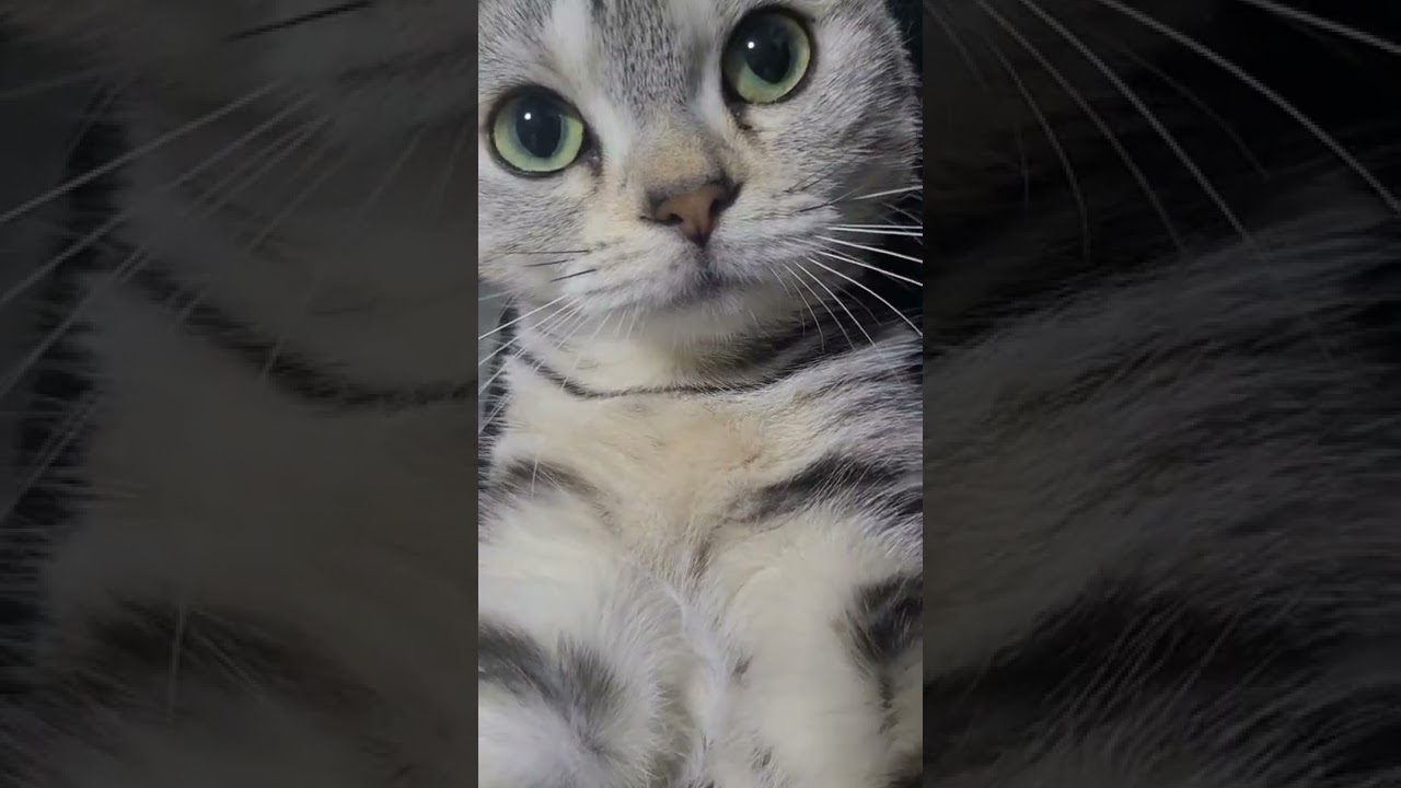 わたしたち家族でしょ🎵アメリカンショートヘアーなこ😺