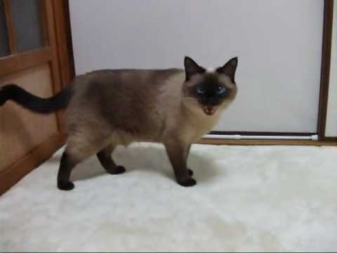 おしゃべりなシャム猫ワっち