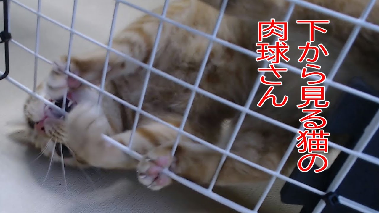 下から肉球を楽しむ