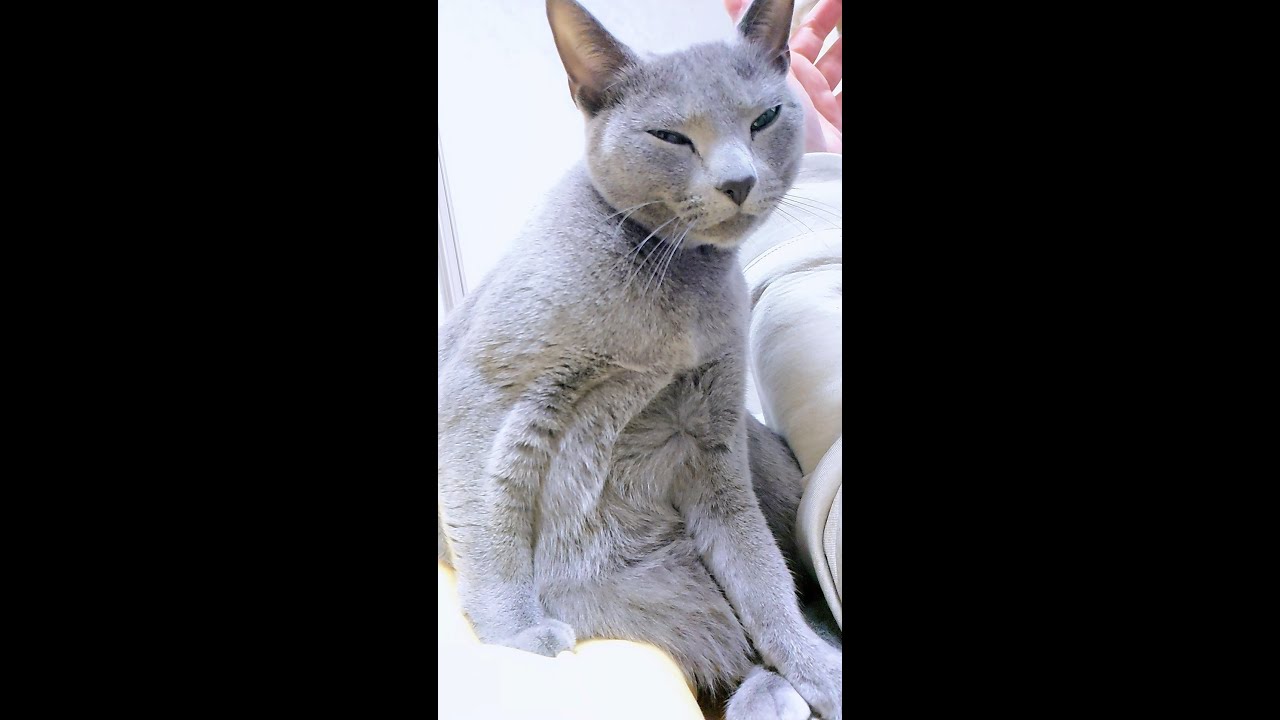 【猫動画】お気に入りのクッションにちょっと優雅に座るロシアンブルー【russianblue】【shorts】Russian blue that sits gracefully