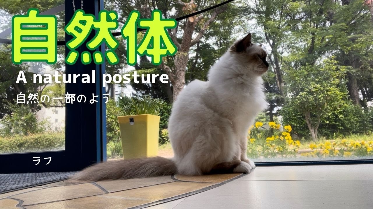ありのままの姿【自然体】A natural posture（バーマン猫）Birman/Cat
