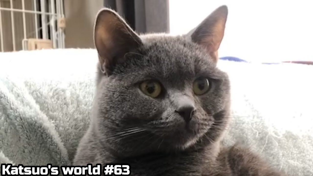 毛づくろい中・・・ぴたっ・・・おおぉ？の猫【シャルトリュー/#Shorts】