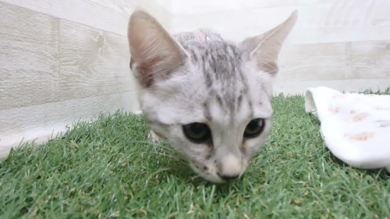 00610991 エジプシャンマウ